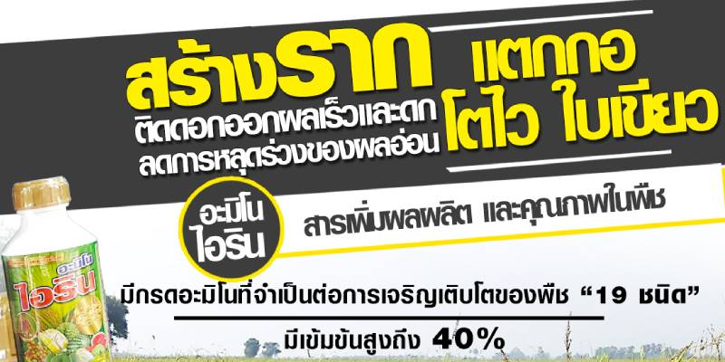ขายอะมิโน ไอริน ยาสร้างรากแตกกอ